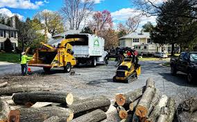 Best Tree Removal  in Auburn, CA