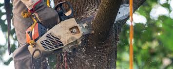 Best Lawn Irrigation Installation and Maintenance  in Auburn, CA