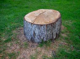 Best Arborist Consultation Services  in Auburn, CA