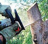 Professional Tree Care in Auburn, CA