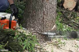Best Tree and Shrub Care  in Auburn, CA