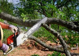 Best Seasonal Cleanup (Spring/Fall)  in Auburn, CA