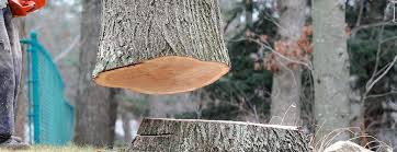  Auburn, CA Tree Care Pros