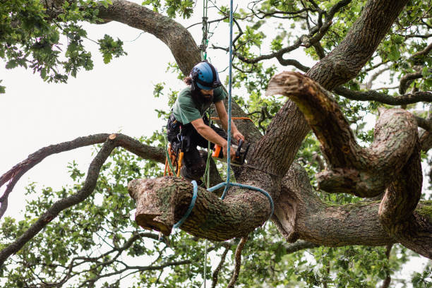 Best Emergency Tree Removal  in Auburn, CA