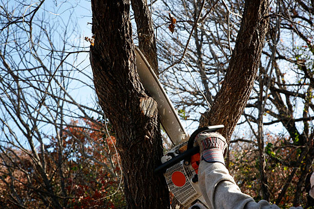Best Leaf Removal  in Auburn, CA