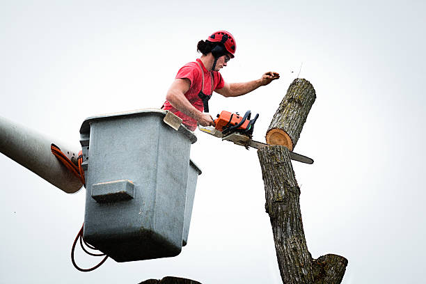 Best Hazardous Tree Removal  in Auburn, CA