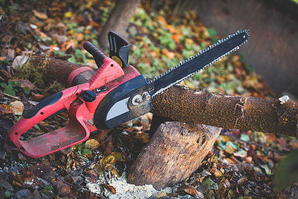 Tree and Shrub Care in Auburn, CA